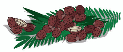 Brazilian Babassu