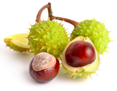 Horse Chestnut Seed